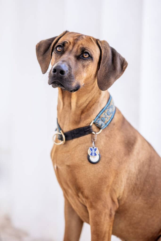 Ruby - Datenschutzbeauftragte & Cyber Security