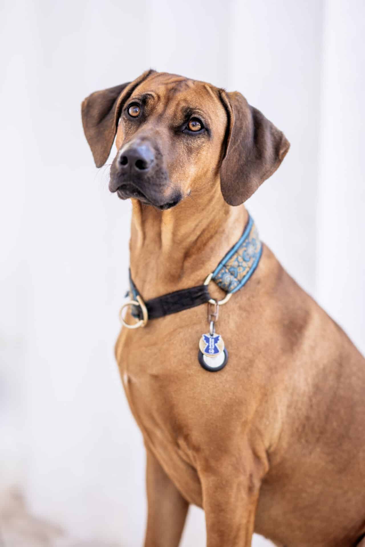 Ruby - Datenschutzbeauftragte & Cyber Security